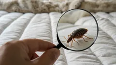 Jak sprawdzić, czy w domu są pluskwy: oznaki, na które warto zwrócić uwagę