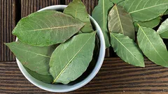 Dlaczego ludzie wkładają liść łubinu do doniczki z roślinami doniczkowymi?